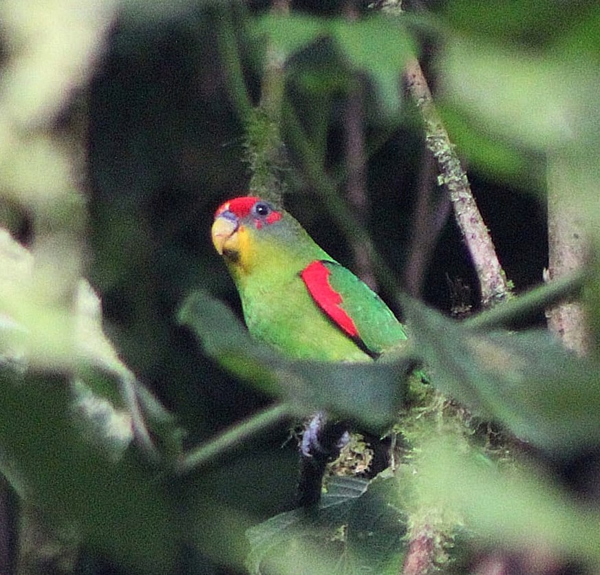 Red-fronted Parrotlet - ML647204263
