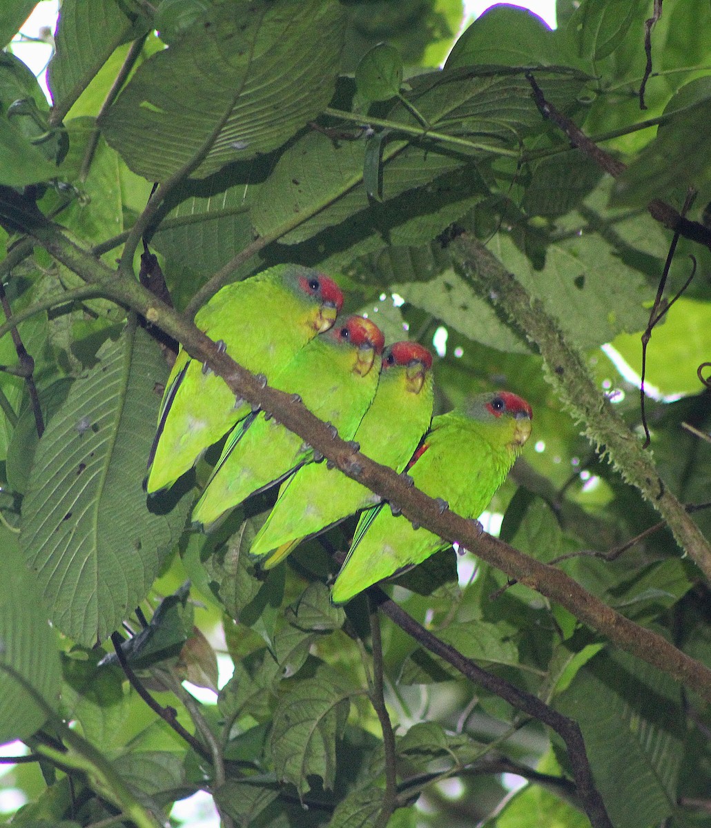 Red-fronted Parrotlet - ML647204264