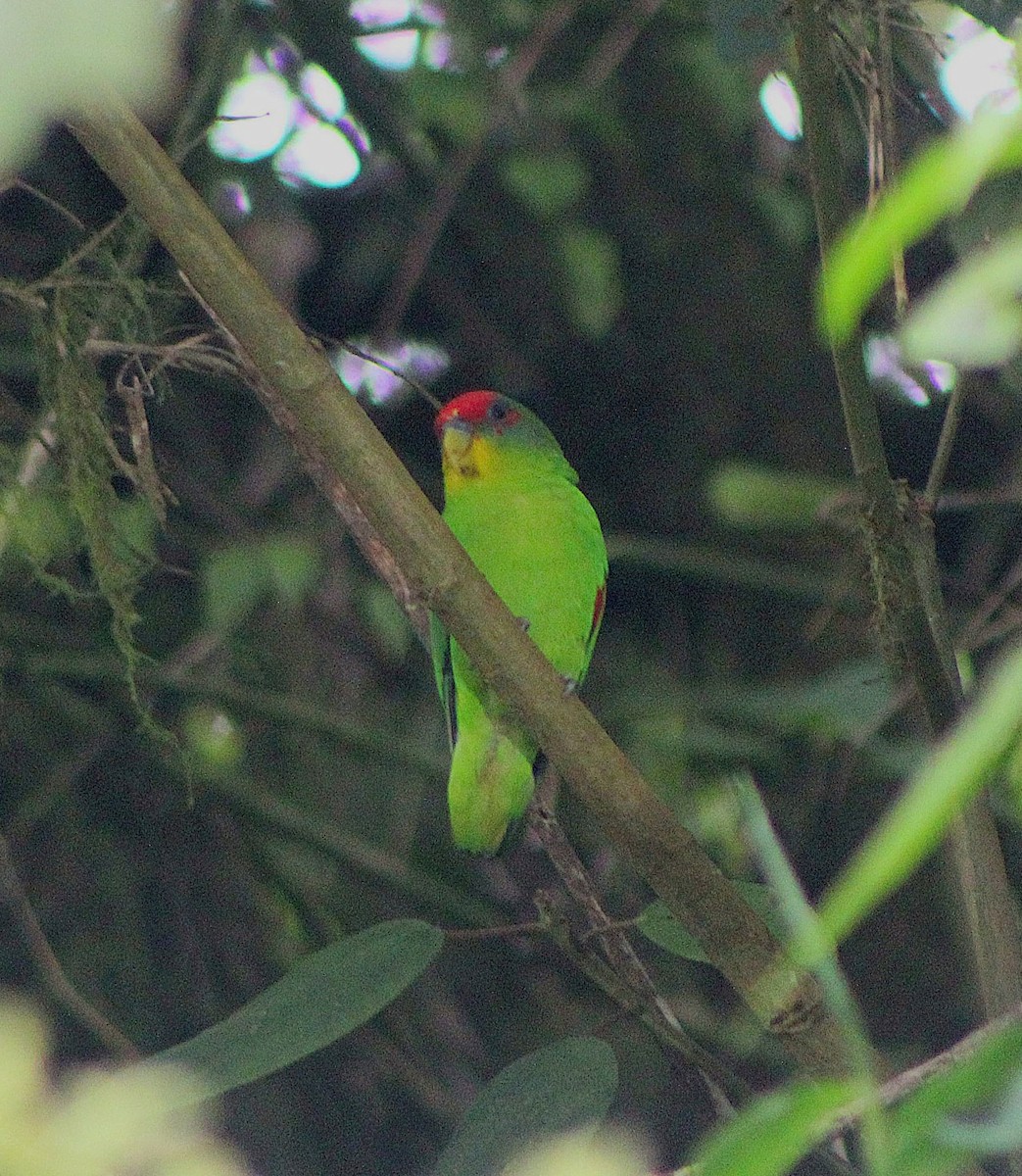 Red-fronted Parrotlet - ML647204265