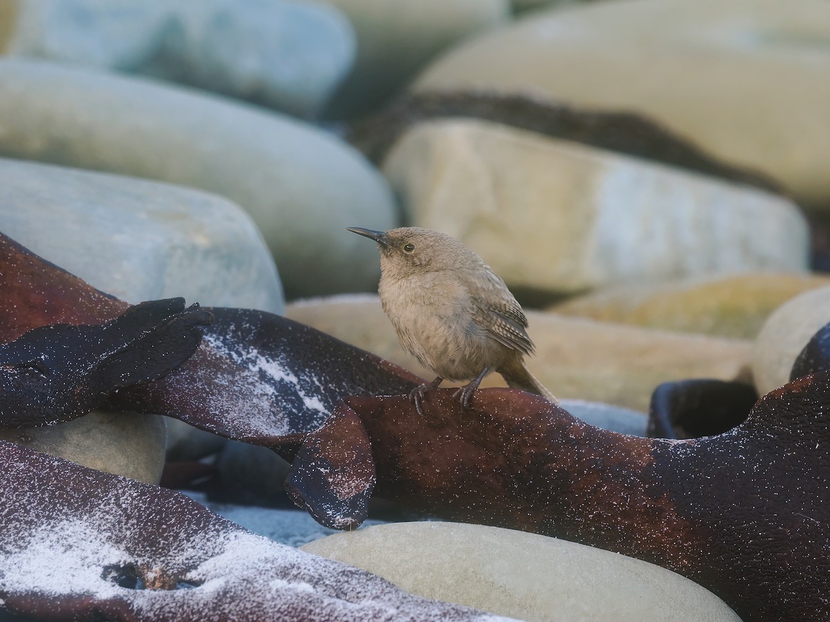 falklandssmett - ML647204273