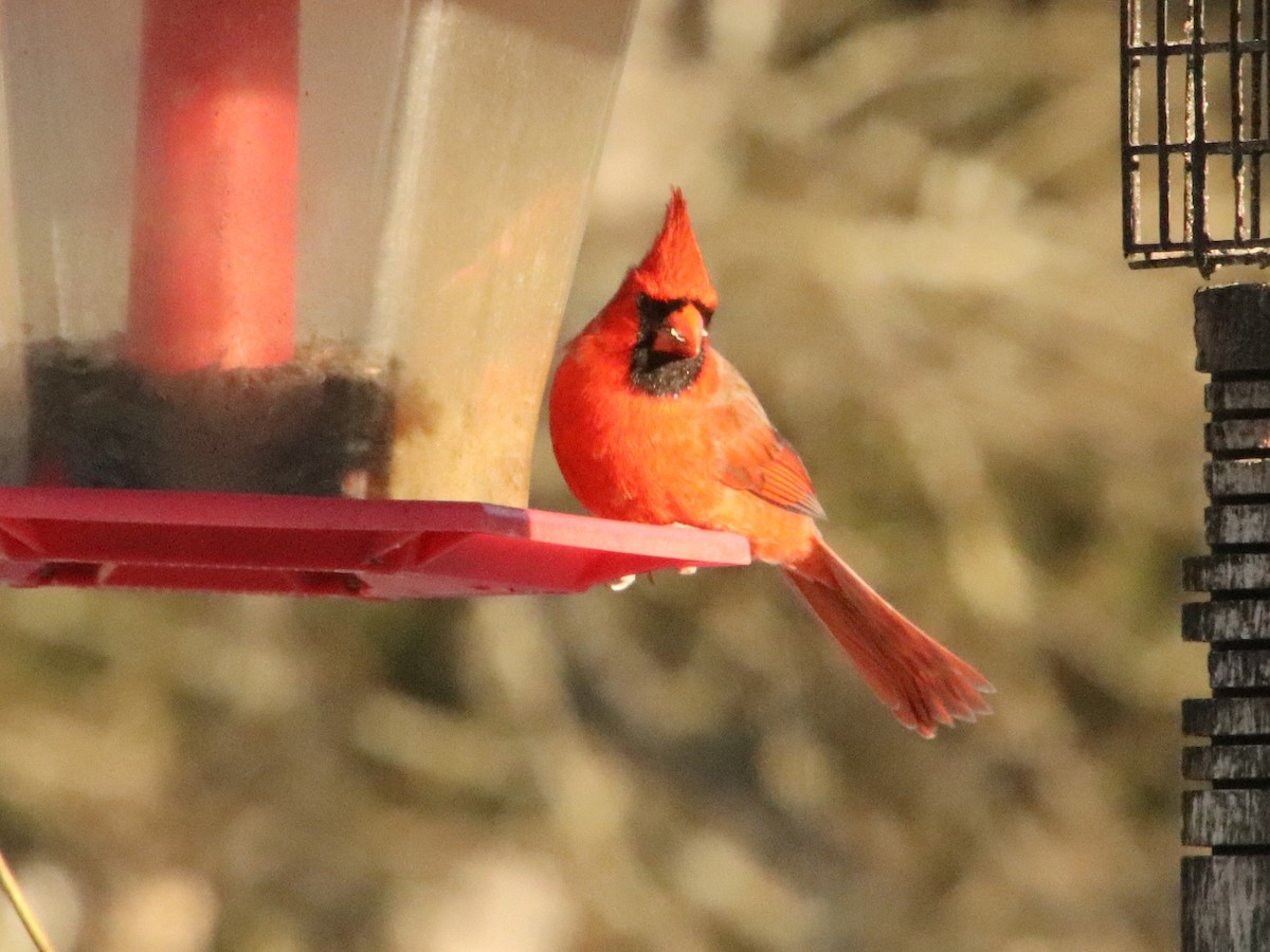Northern Cardinal - ML647204290