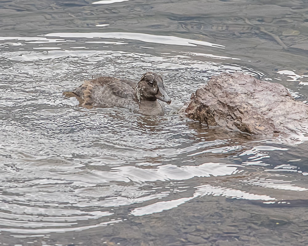 Barrow's Goldeneye - ML647204300