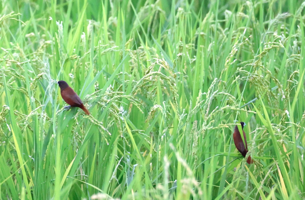 Chestnut Munia - ML647204302
