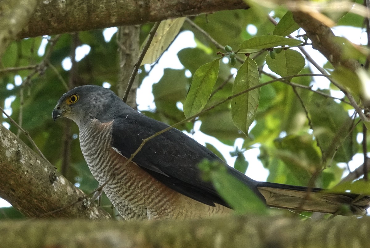 African Goshawk - ML647204305