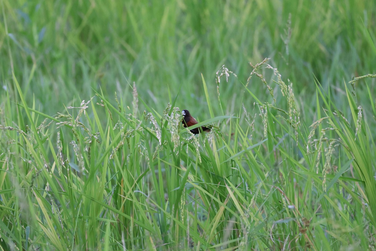 Chestnut Munia - ML647204308