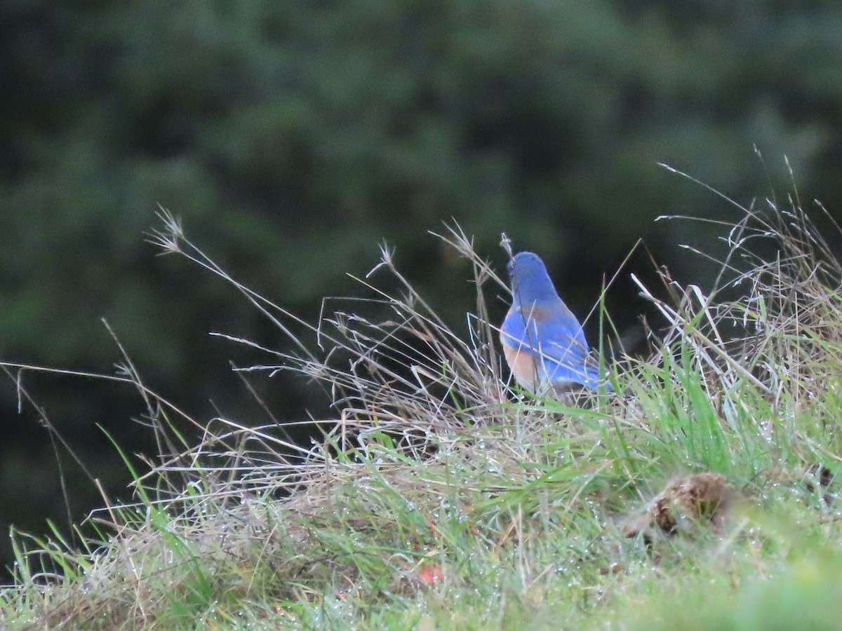 Western Bluebird - ML647204311