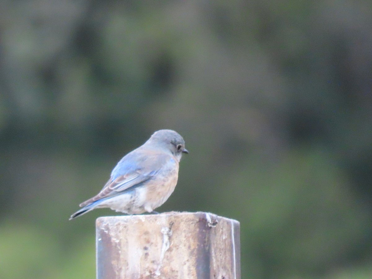 Western Bluebird - ML647204313