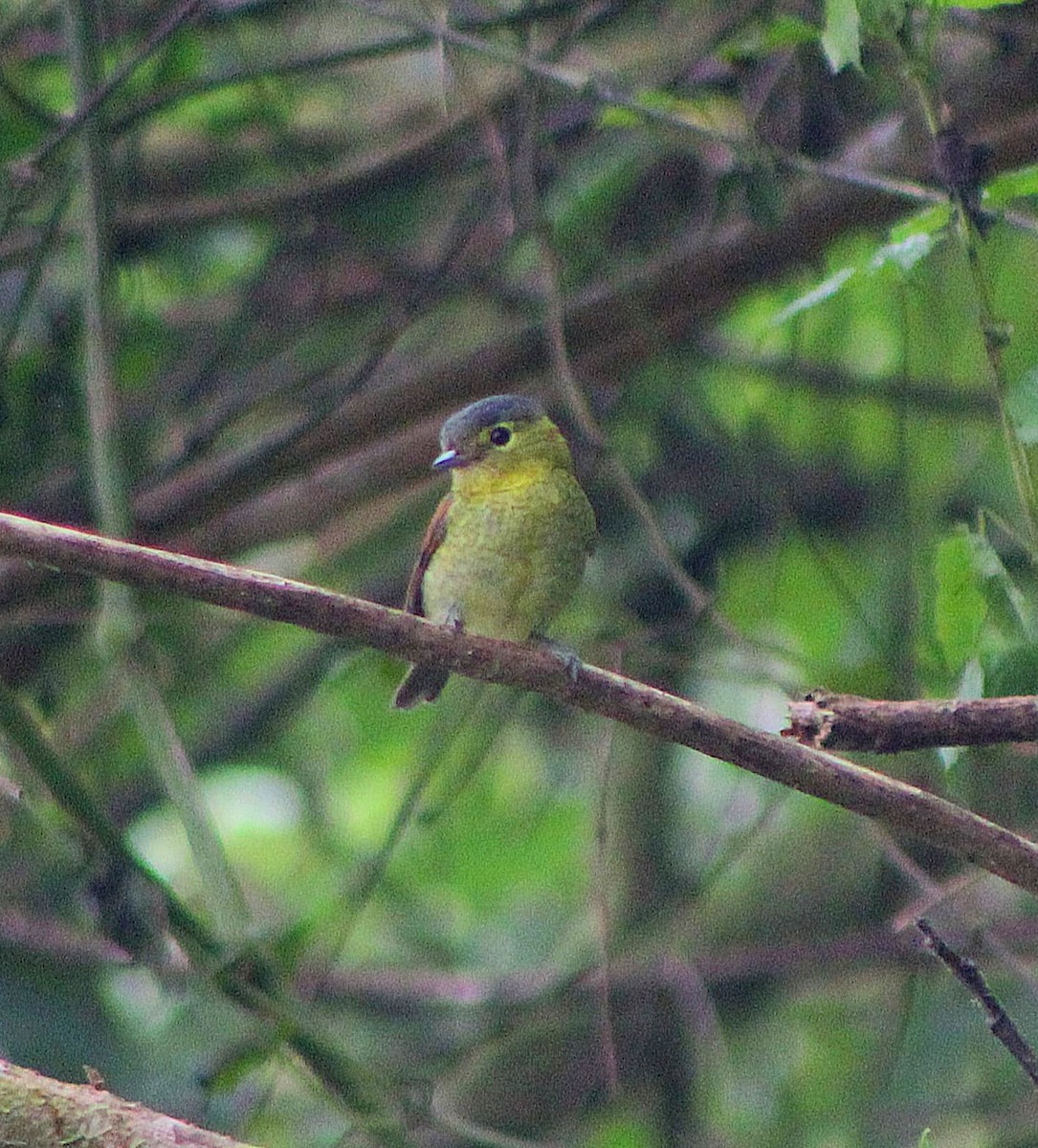 haukbekard - ML647204315