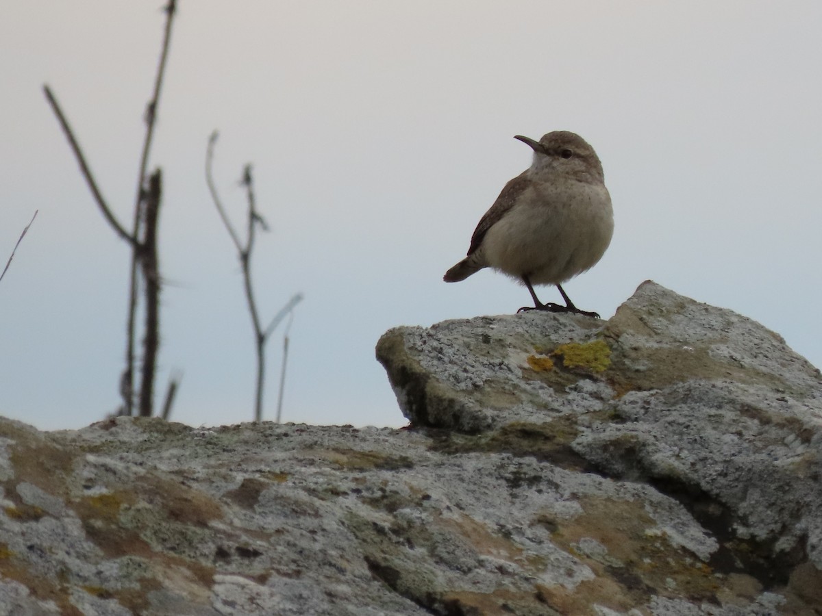 Rock Wren - ML647204318