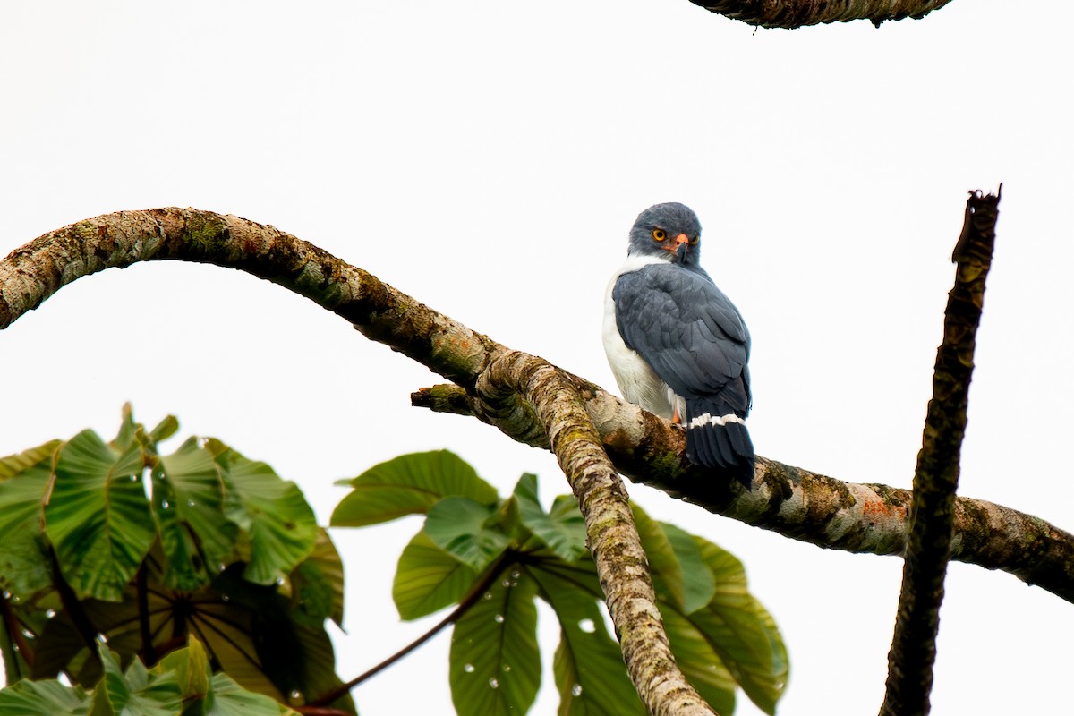 Semiplumbeous Hawk - ML647204336