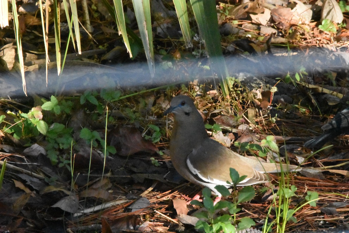 Tourterelle à ailes blanches - ML647204338