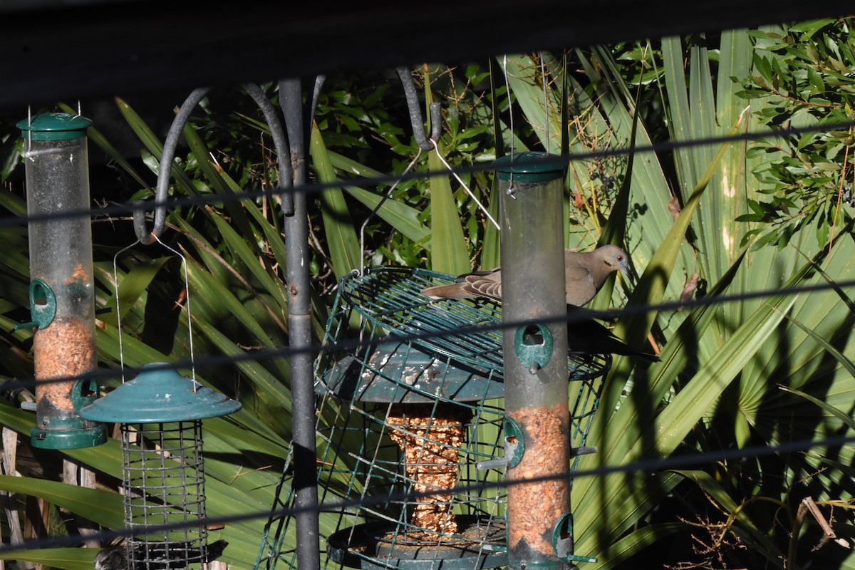 Tourterelle à ailes blanches - ML647204339