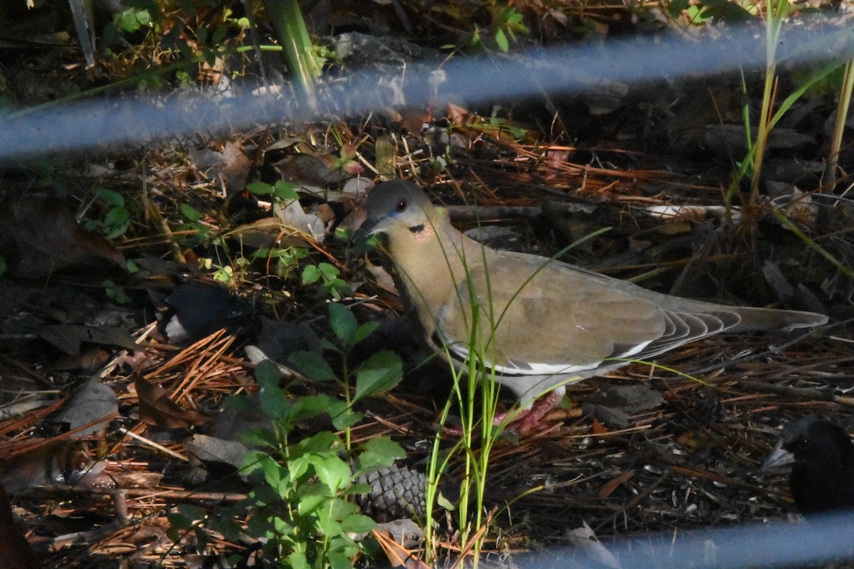 Tourterelle à ailes blanches - ML647204340