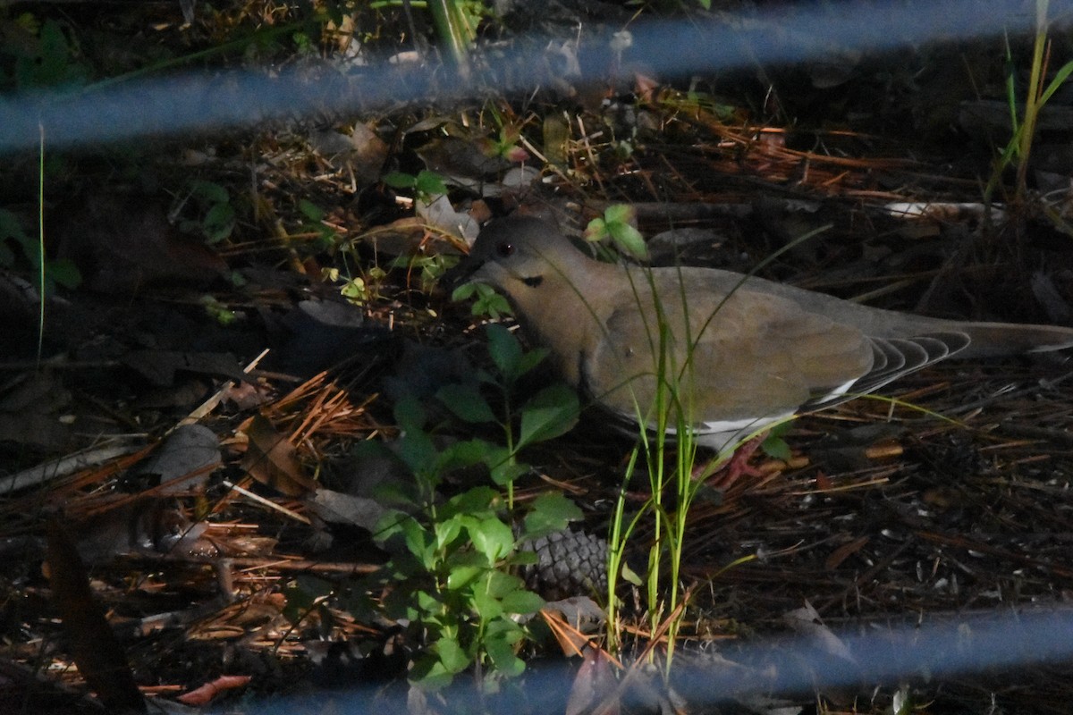 Tourterelle à ailes blanches - ML647204342
