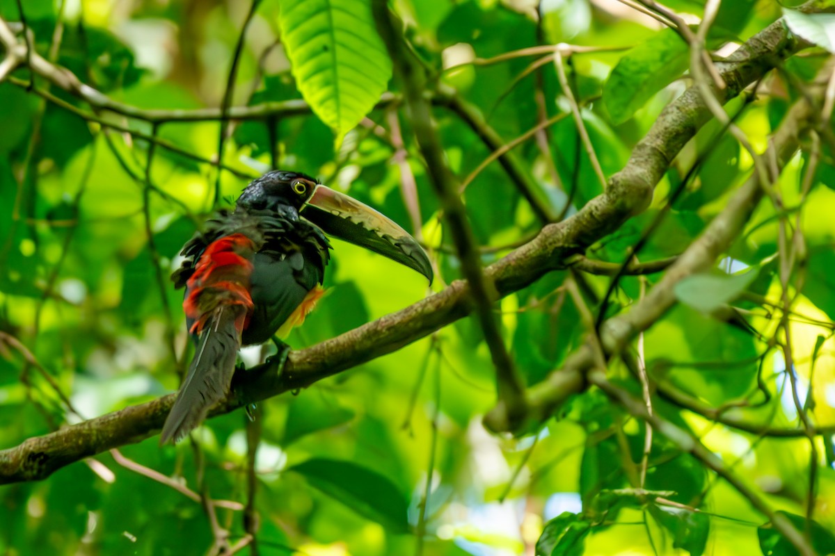 Collared Aracari - ML647204344