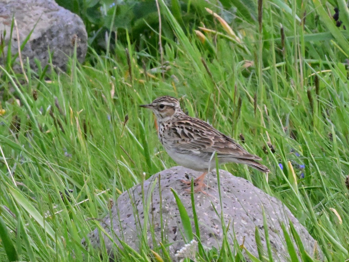 Wood Lark - ML647204346