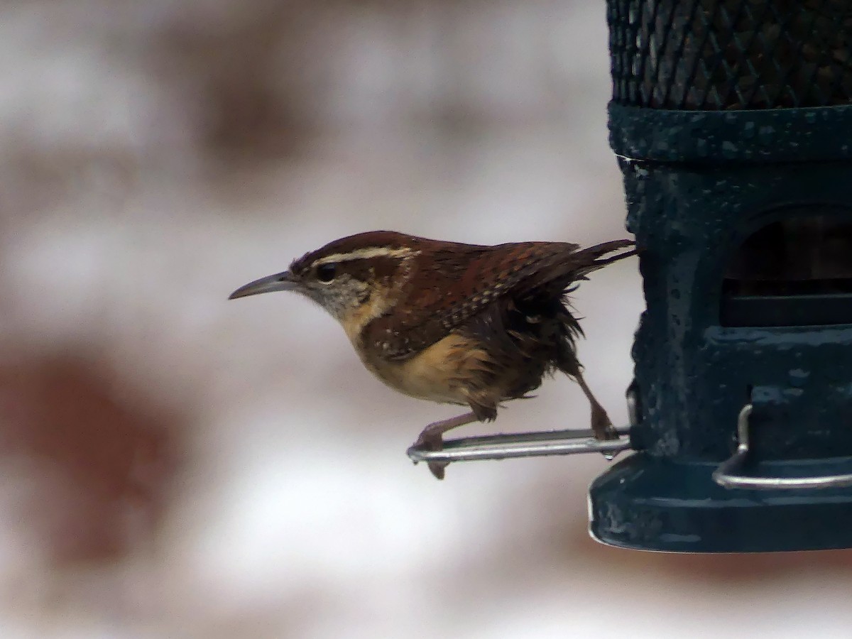 Karolina Çıtkuşu - ML647204351