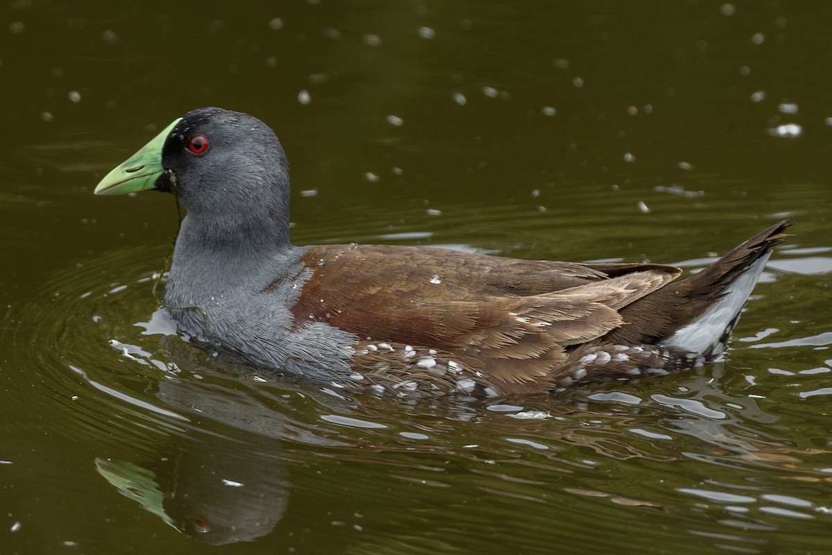 Spot-flanked Gallinule - ML647204352