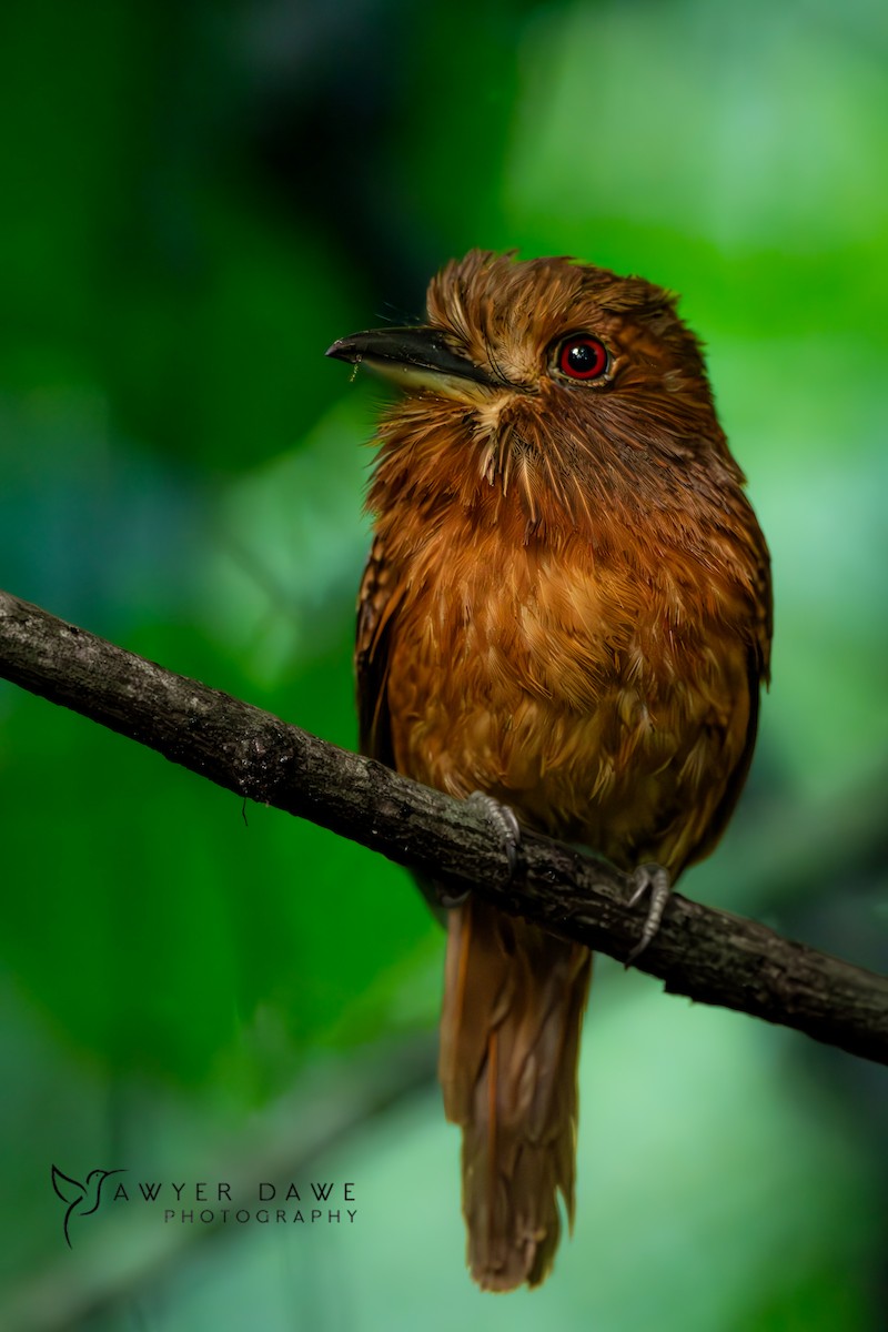 White-whiskered Puffbird - ML647204369