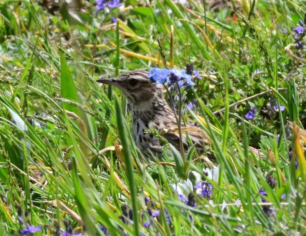 Wood Lark - ML647204371