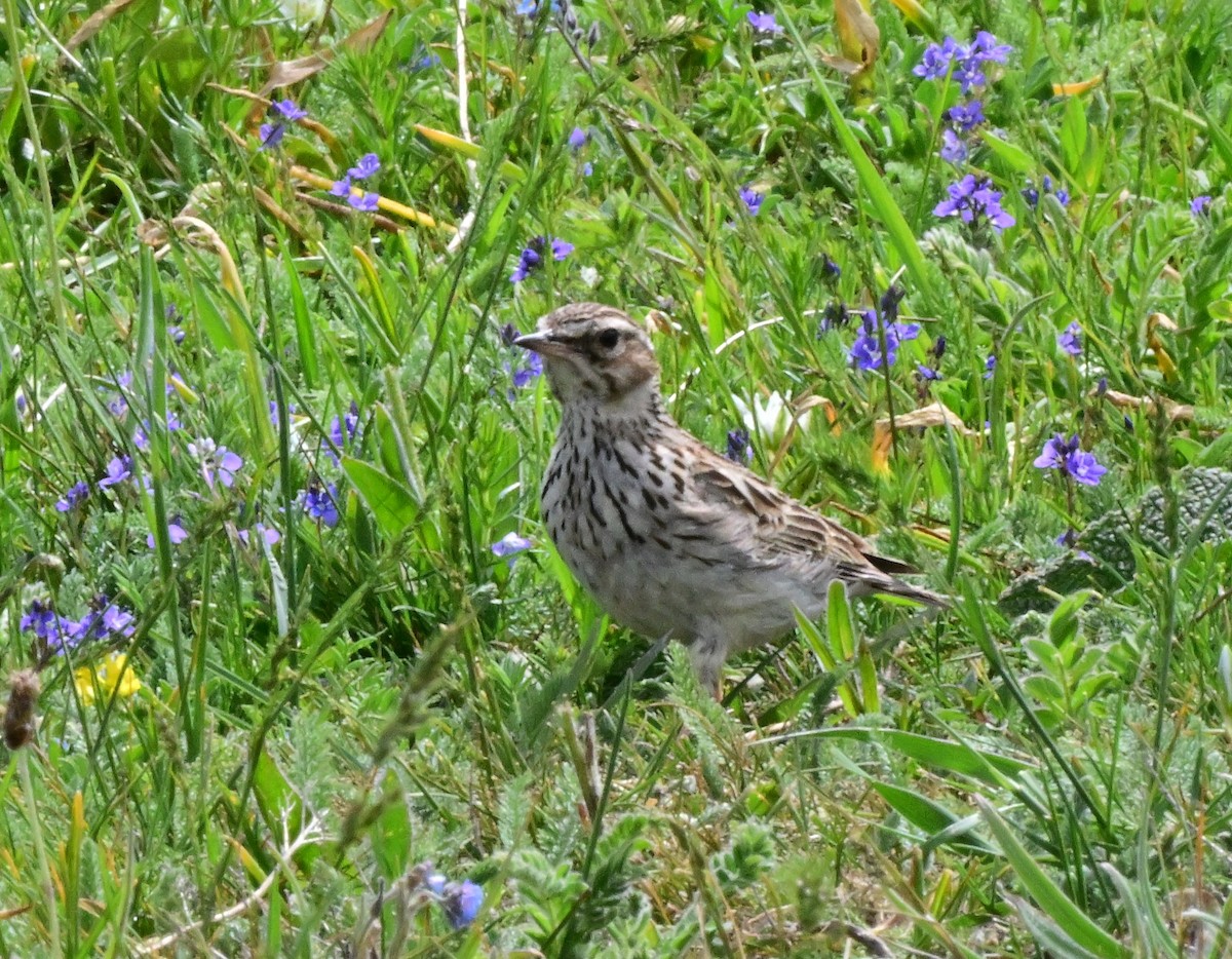 Wood Lark - ML647204372