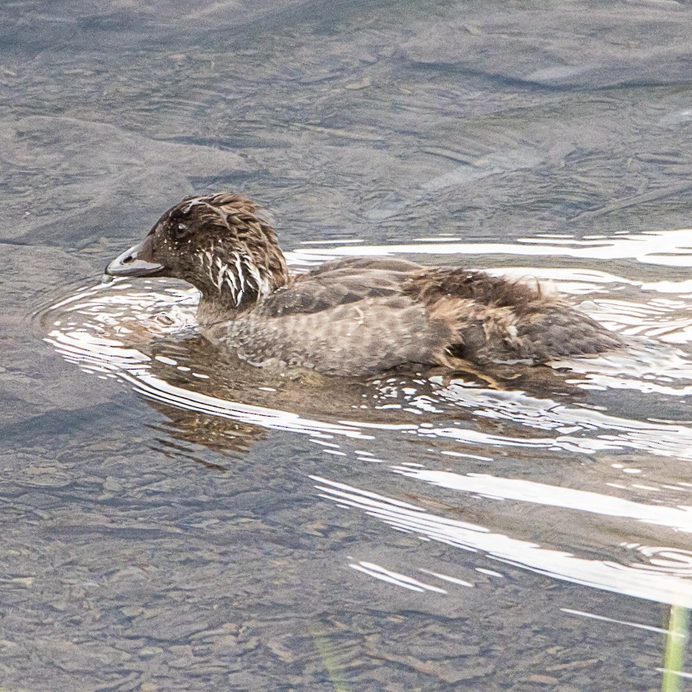 Barrow's Goldeneye - ML647204375