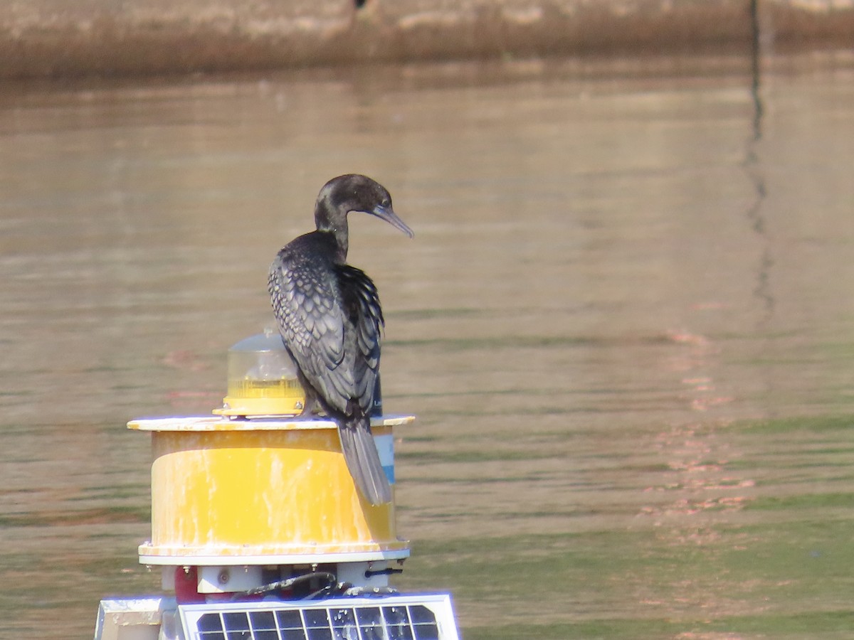 kormorán australský - ML647204379