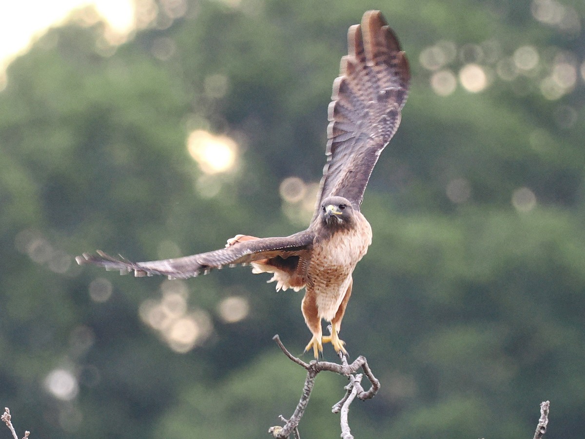 Red-tailed Hawk - ML647204388