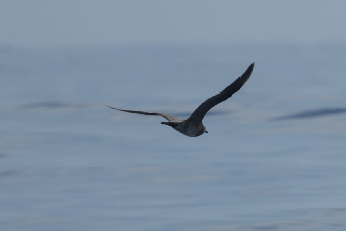 chaluha příživná - ML647204391