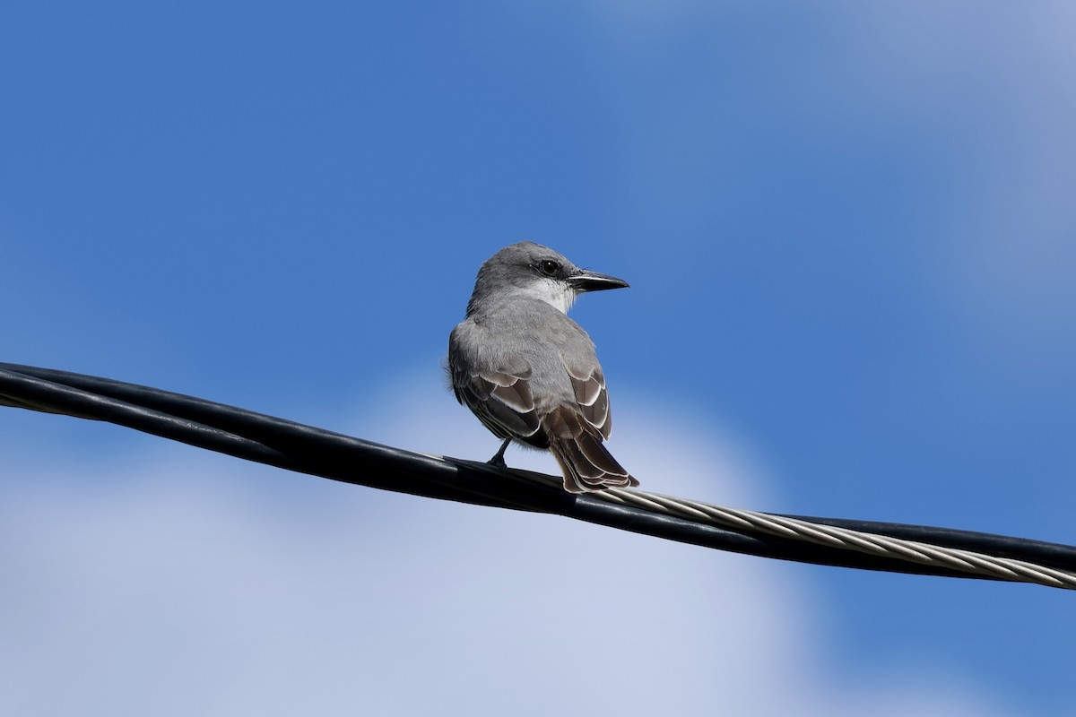 Gray Kingbird - ML647204392