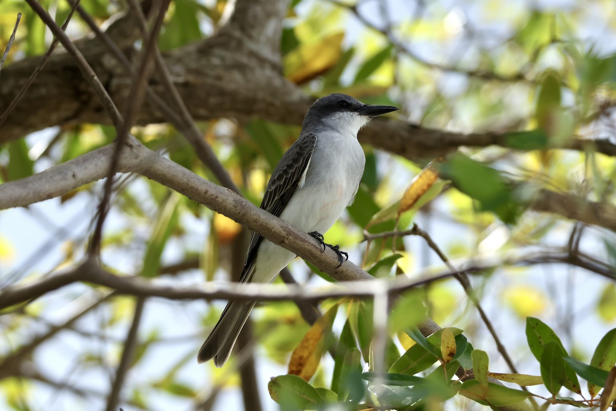 Gray Kingbird - ML647204393