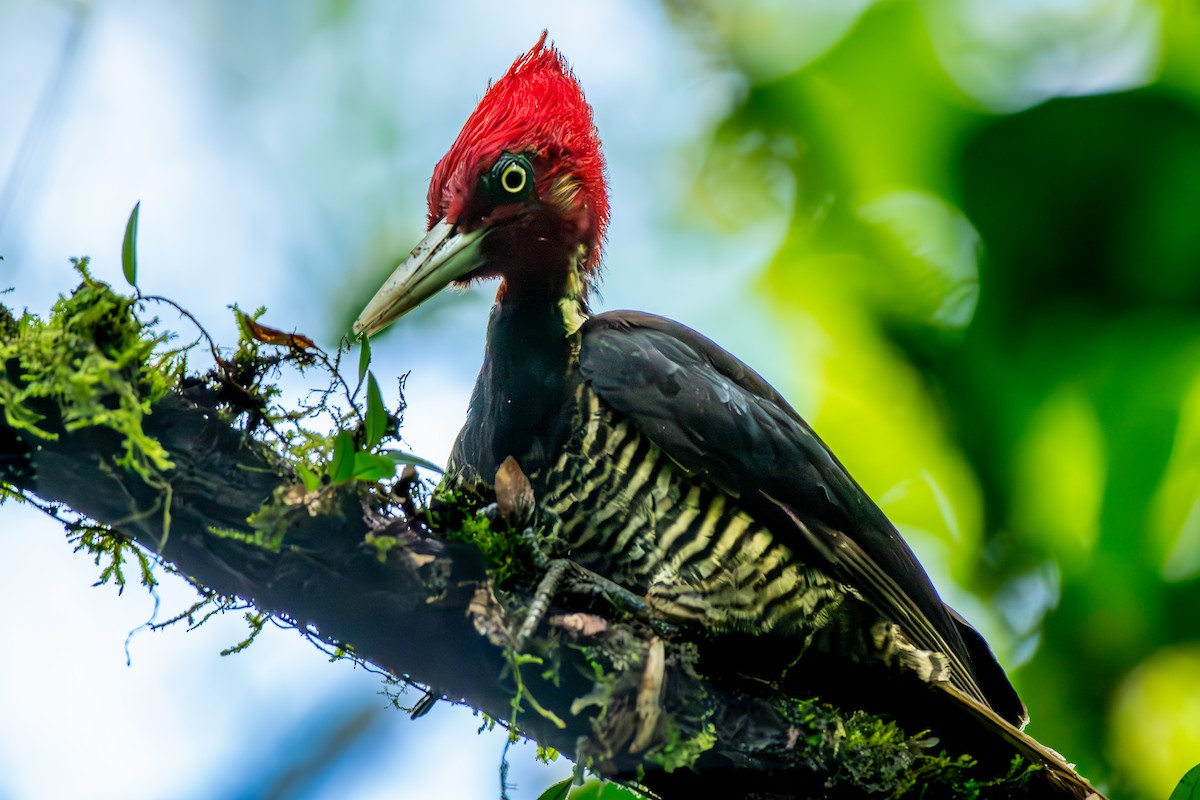 Pale-billed Woodpecker - ML647204394