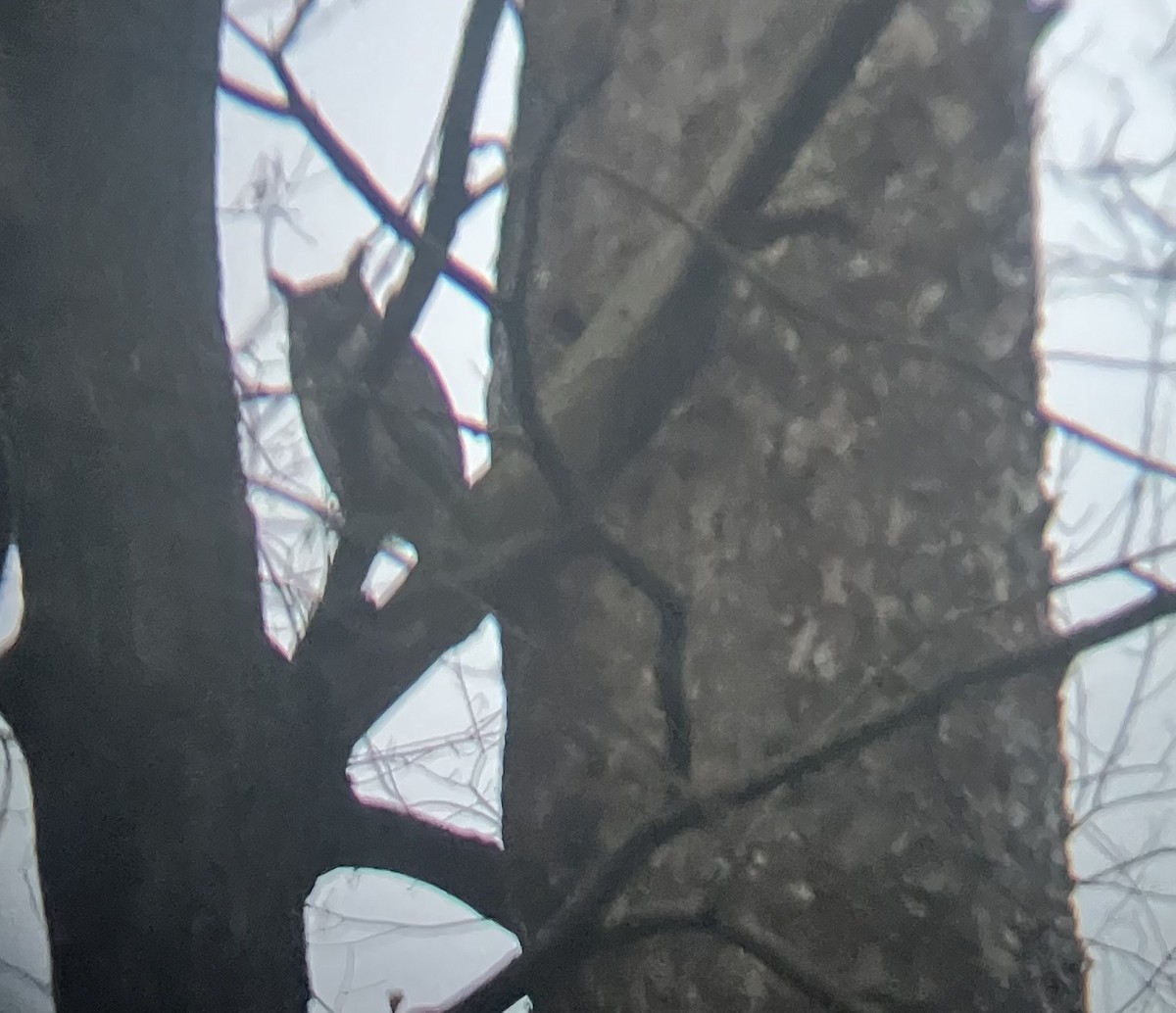 Virginiauhu - ML647204395