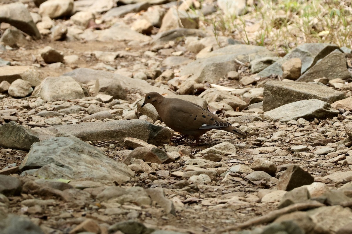 Zenaida Dove - ML647204405