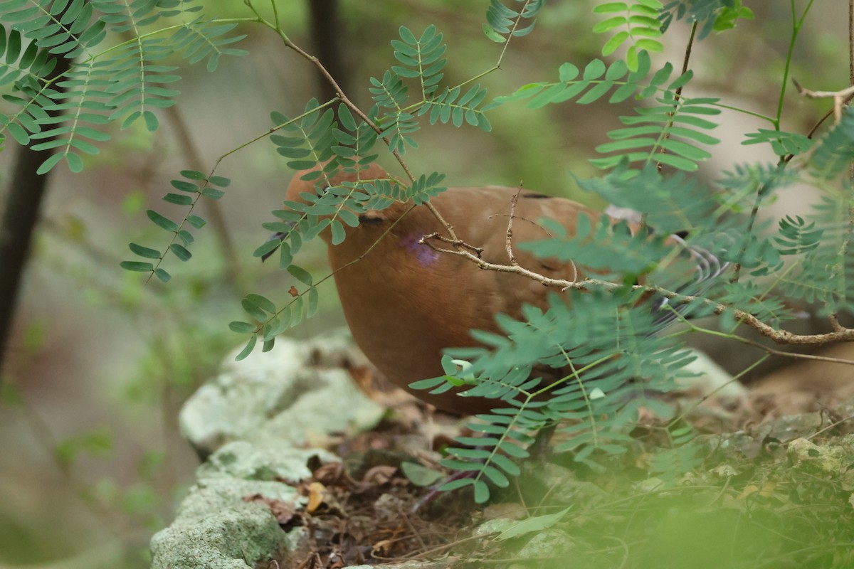 Zenaida Dove - ML647204406