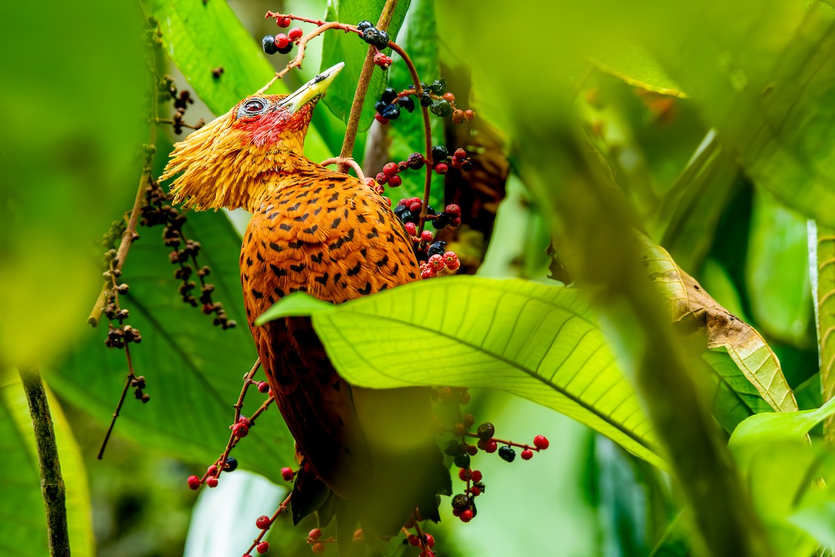 Chestnut-colored Woodpecker - ML647204409