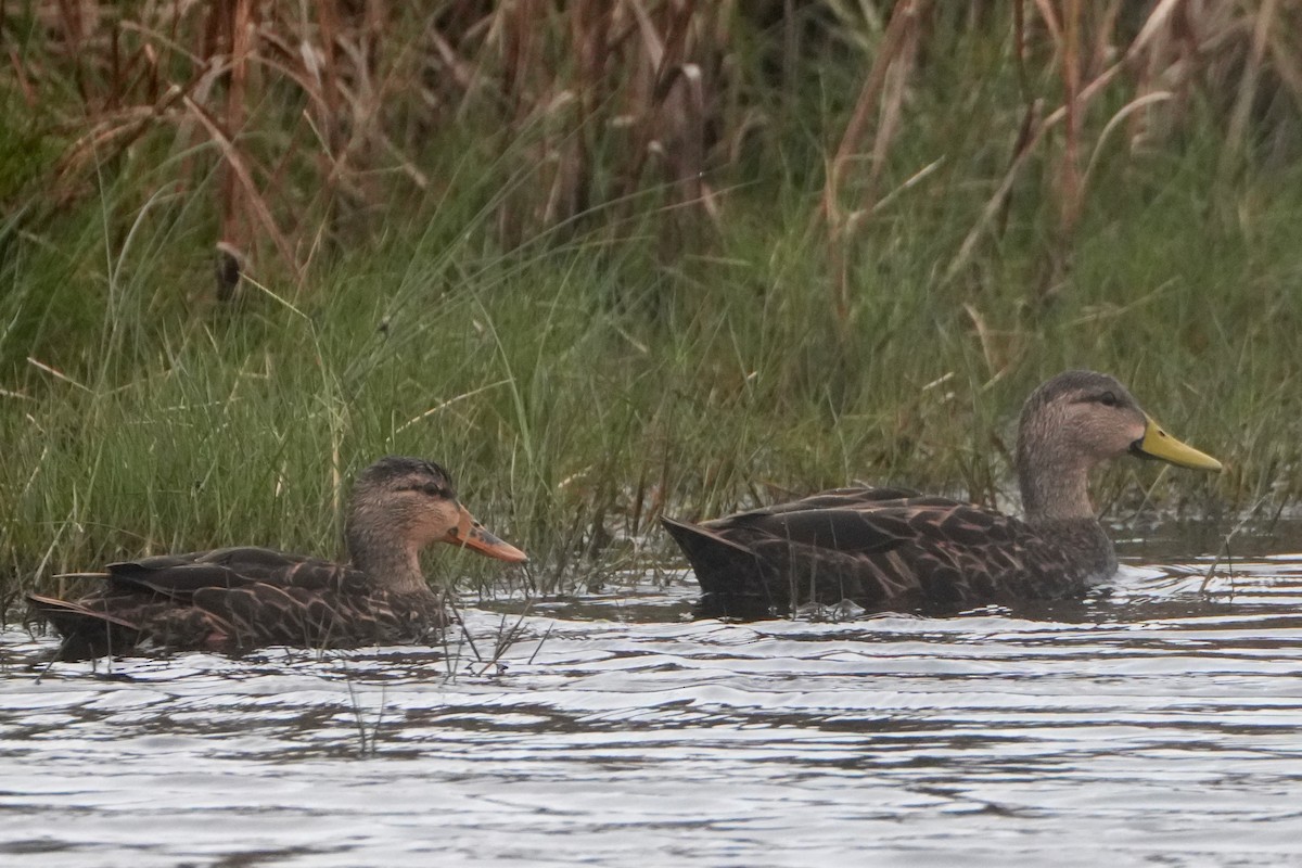 Mottled Duck - ML647204453