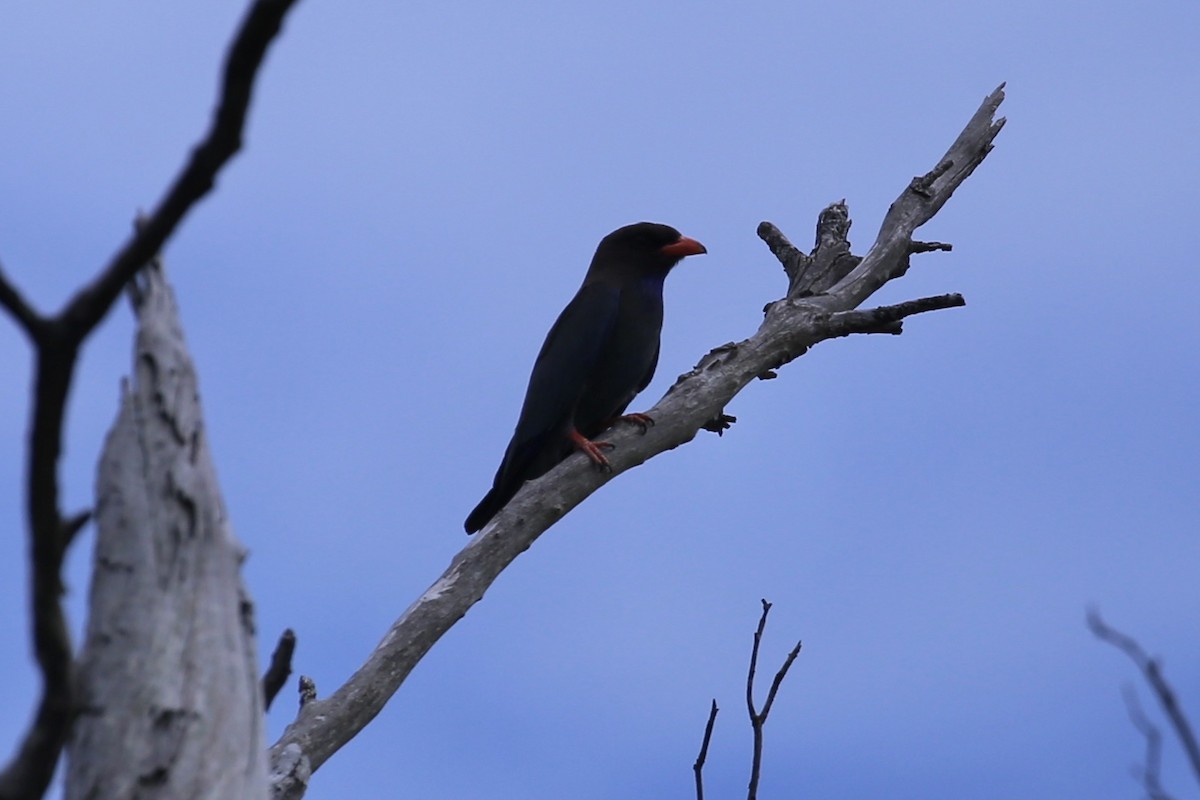 Dollarbird - ML647204464