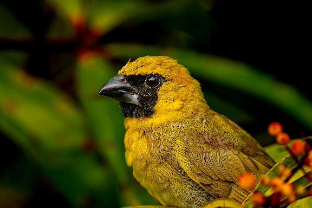 Black-faced Grosbeak - ML647204465