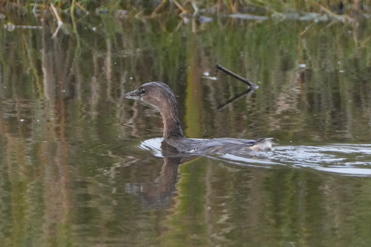 Pied-billed Grebe - ML647204466