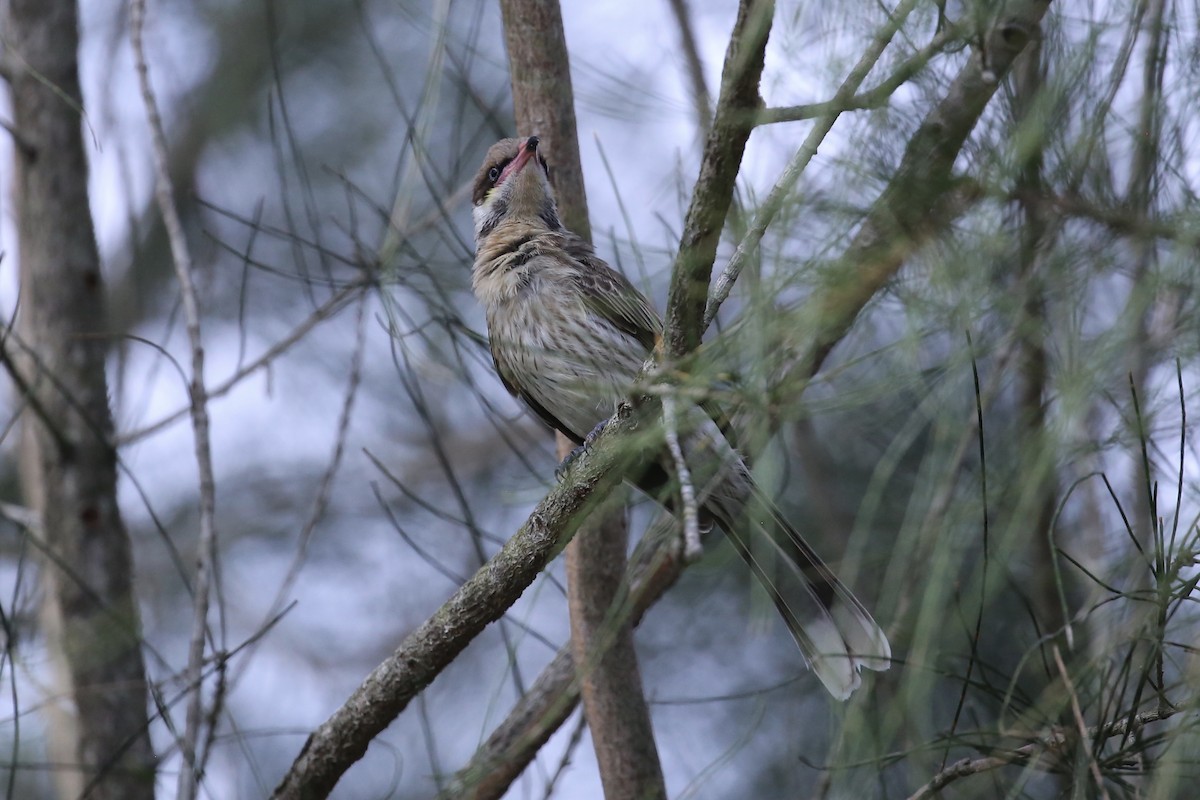 rosennebbhonningeter - ML647204470