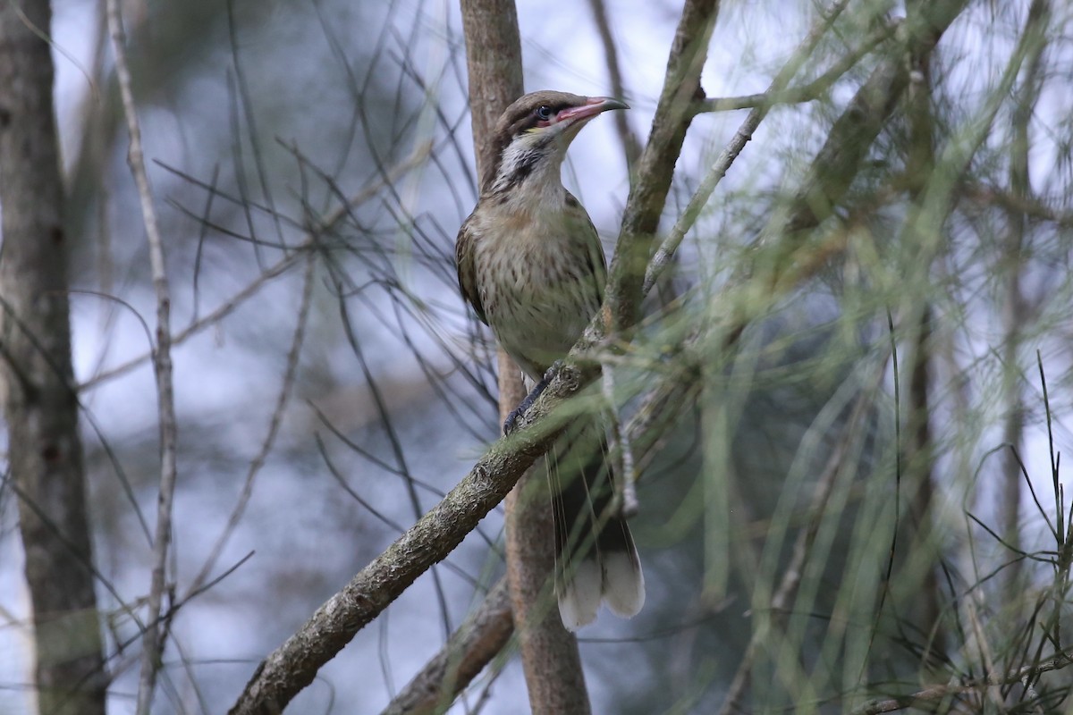 rosennebbhonningeter - ML647204471