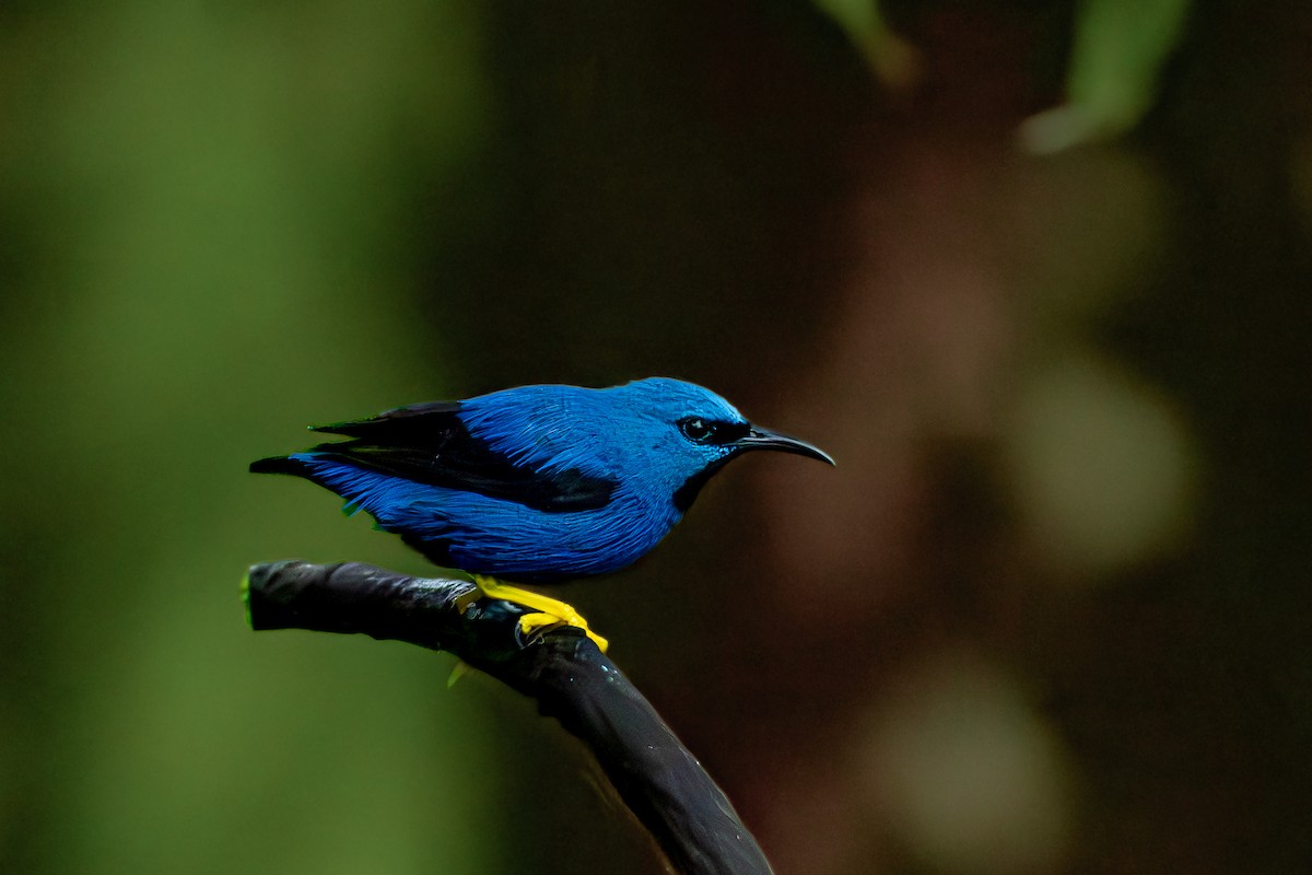 Shining Honeycreeper - ML647204472