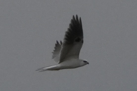 White-tailed Kite - ML647204484