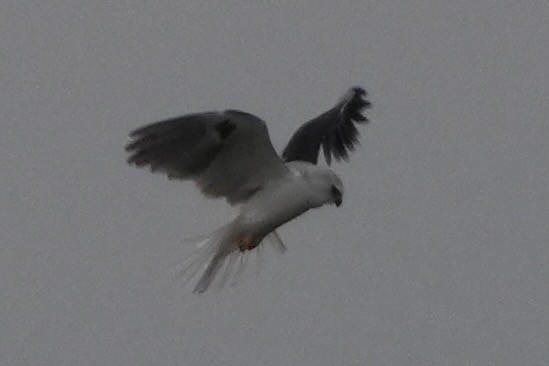 White-tailed Kite - ML647204485