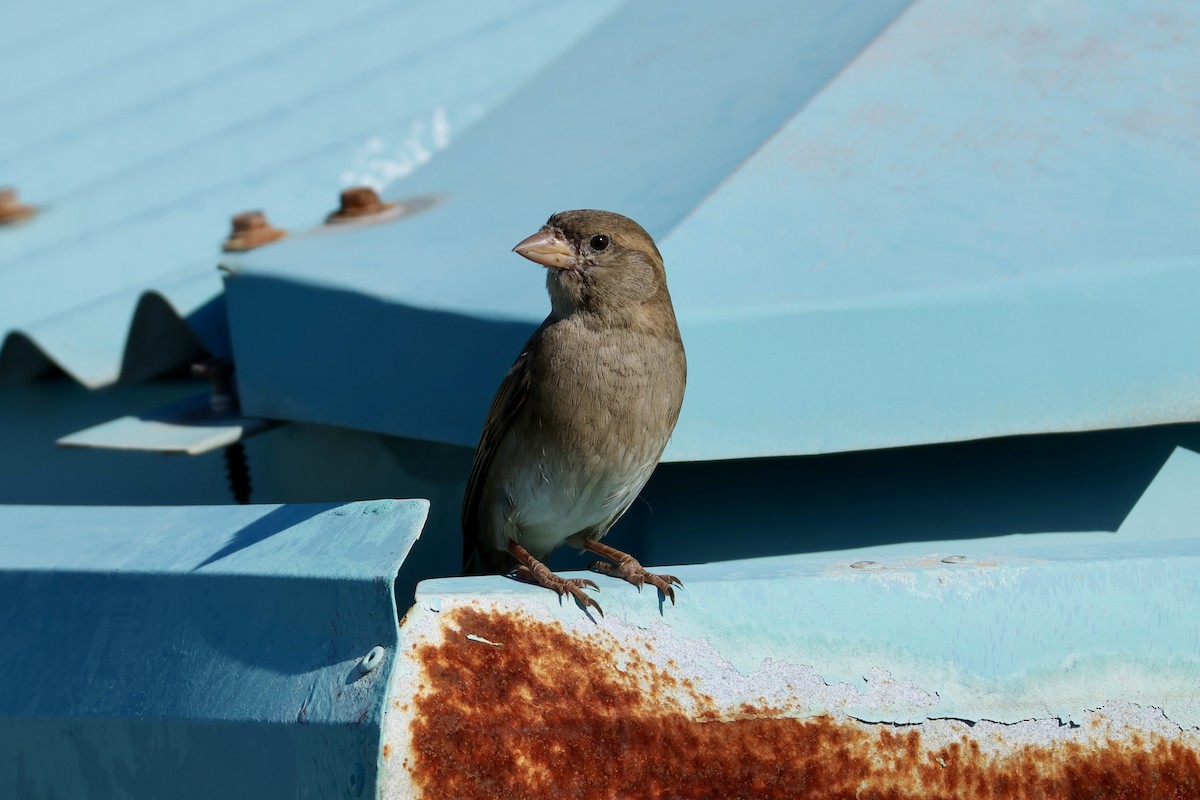 דרור הבית - ML647204492