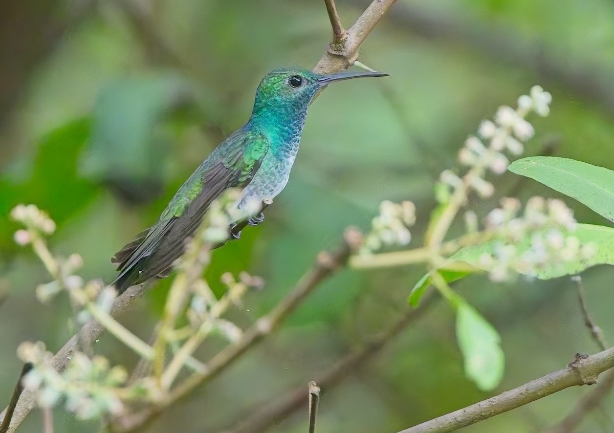Mangrove Hummingbird - ML647204493