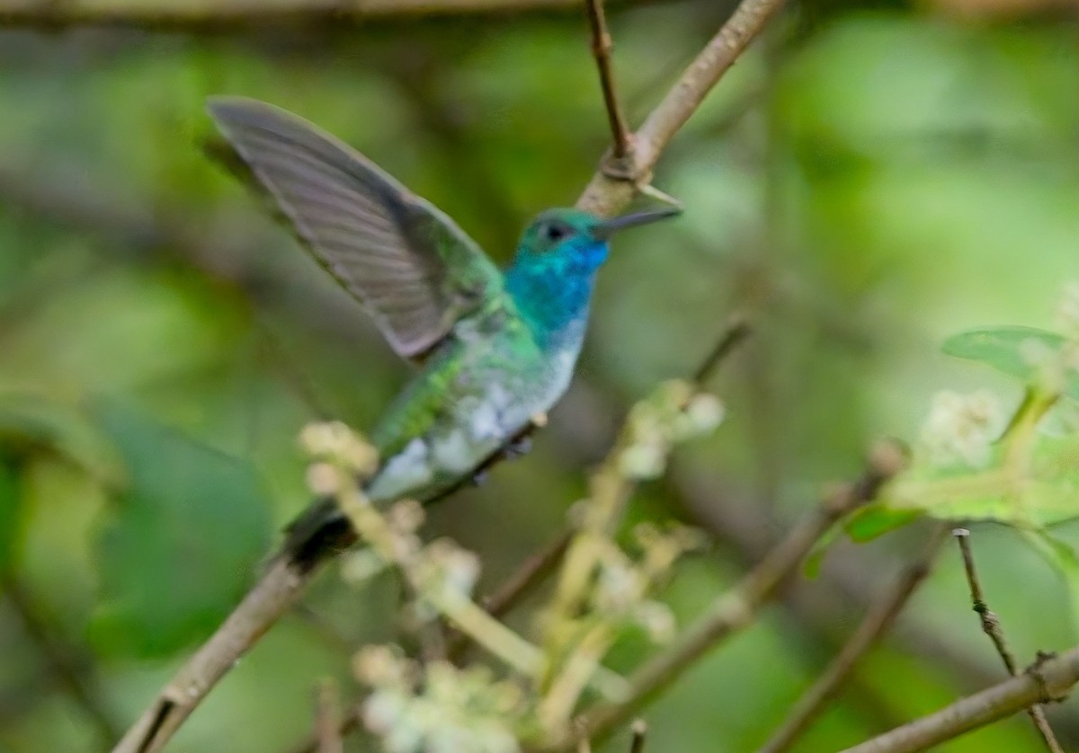 Mangrove Hummingbird - ML647204494