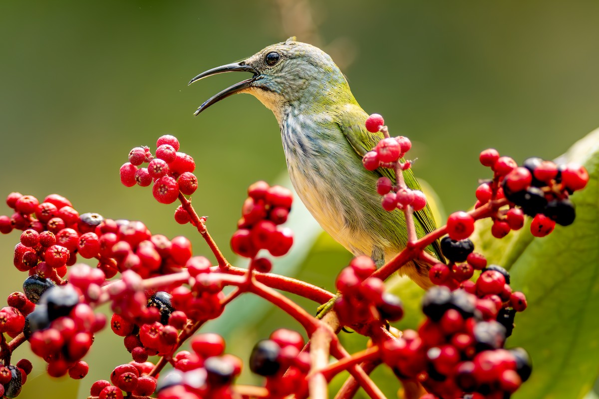 Shining Honeycreeper - ML647204495