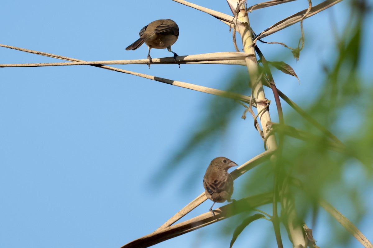 シコンヒワ - ML647204500